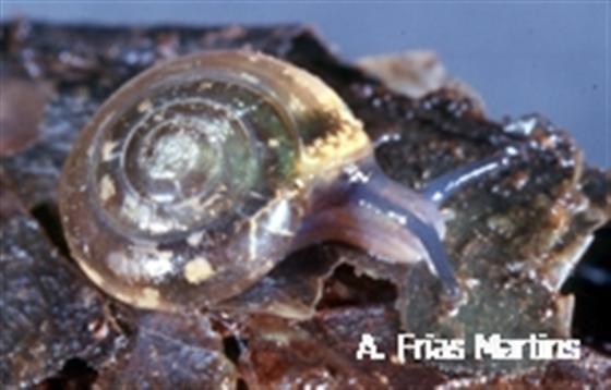 Oxychilus furtadoi Martins, 1989